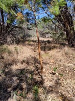 Frio Canyon Real Estate