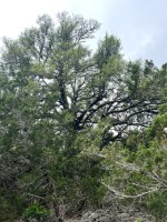 Frio Canyon Real Estate - Martin Martinez