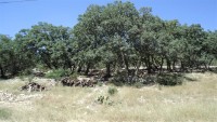 Frio Canyon Real Estate - Martin Martinez