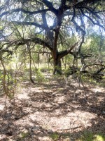 Frio Canyon Real Estate - Martin Martinez