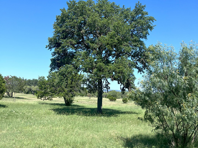 Martin Martinez - Frio Canyon Real Estate