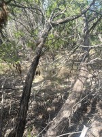 Frio Canyon Real Estate - Martin Martinez