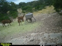Texas Hill Country and Frio Canyon Properties with Live Water