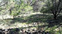 Texas Hill Country and Frio Canyon Properties with Live Water