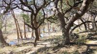Texas Hill Country and Frio Canyon Properties with Live Water